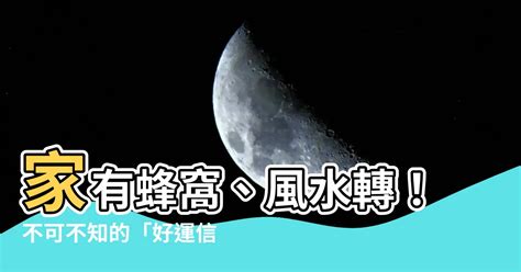 土蜂窩風水|家裡有蜂窩風水不可不看攻略! 獨家資料! (2024年更新)